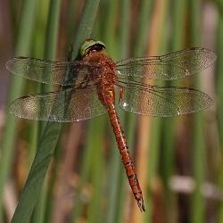 Aeshna isoceles